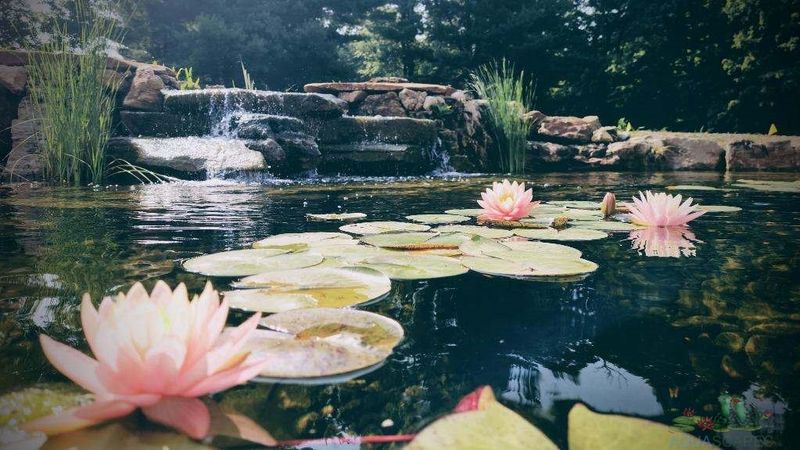 Graceful Water Garden