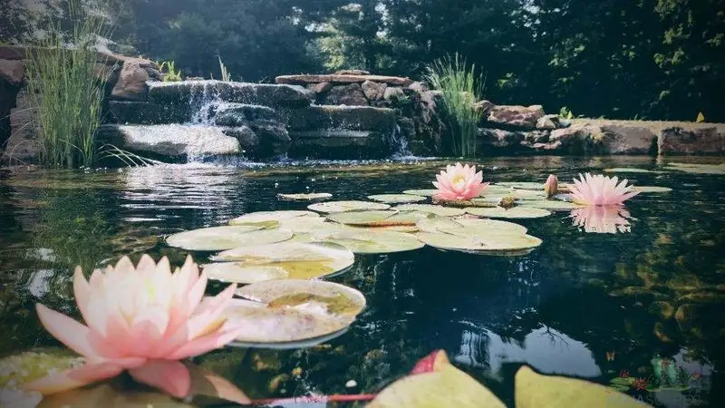 Graceful Water Garden