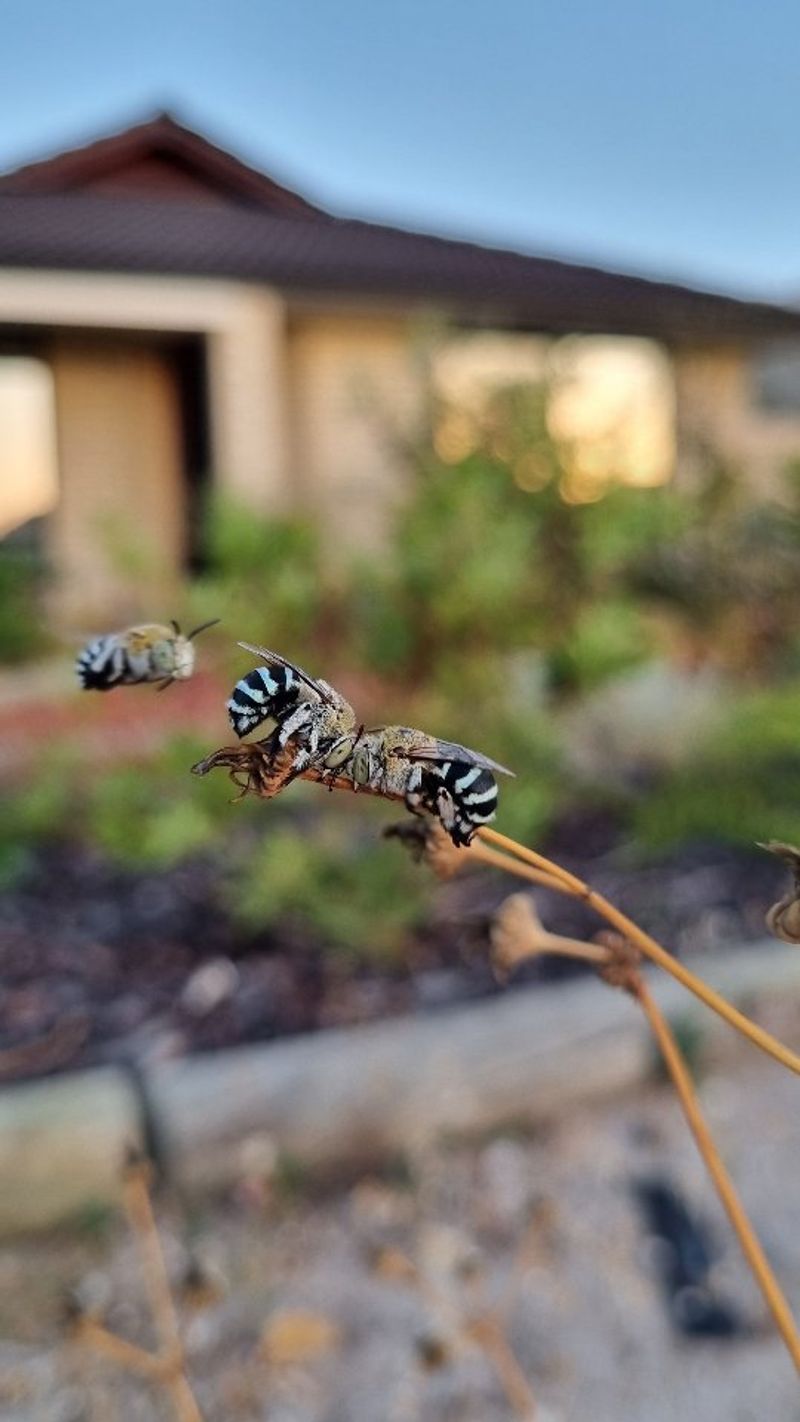 Encourage Beneficial Insects