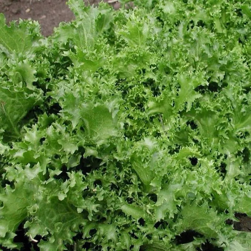 Endive