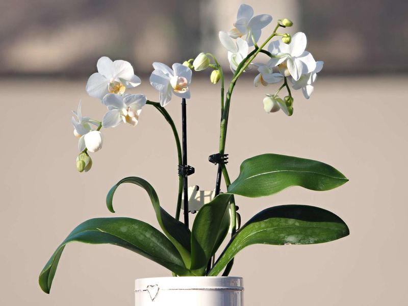 Orchid