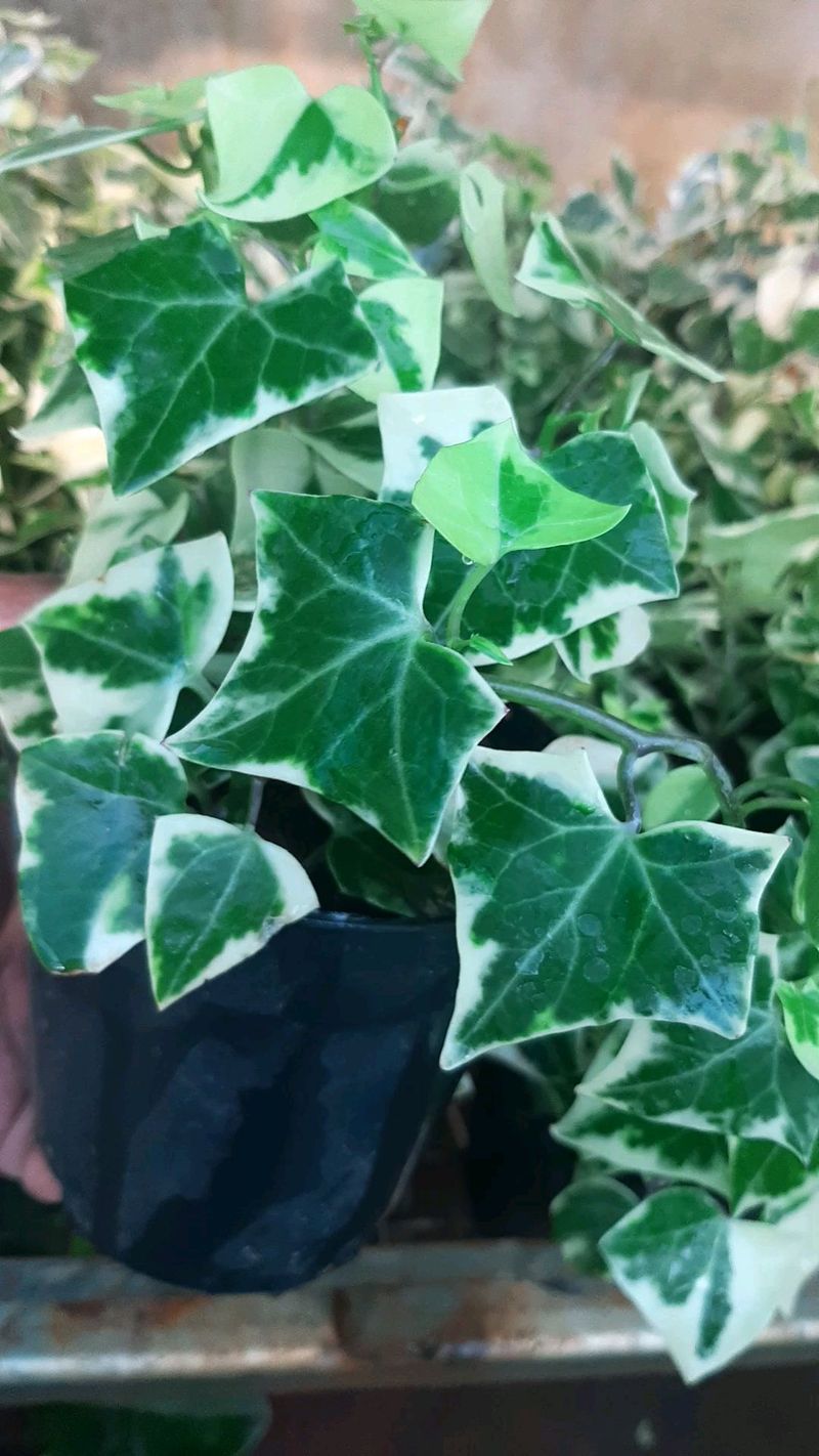 English Ivy