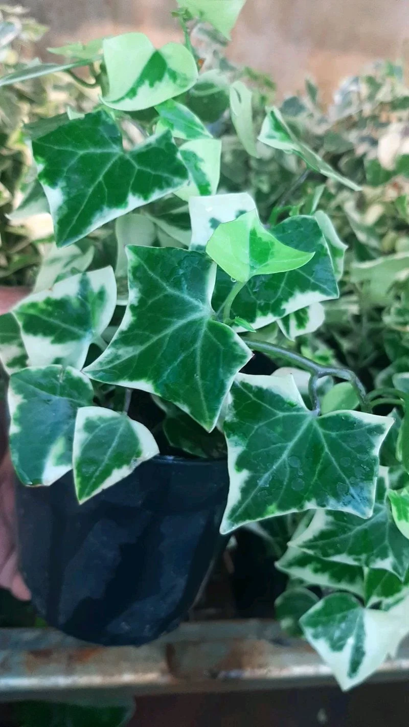 English Ivy
