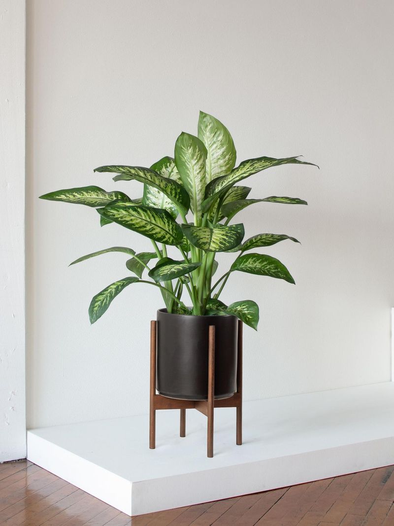 Dumb Cane (Dieffenbachia)