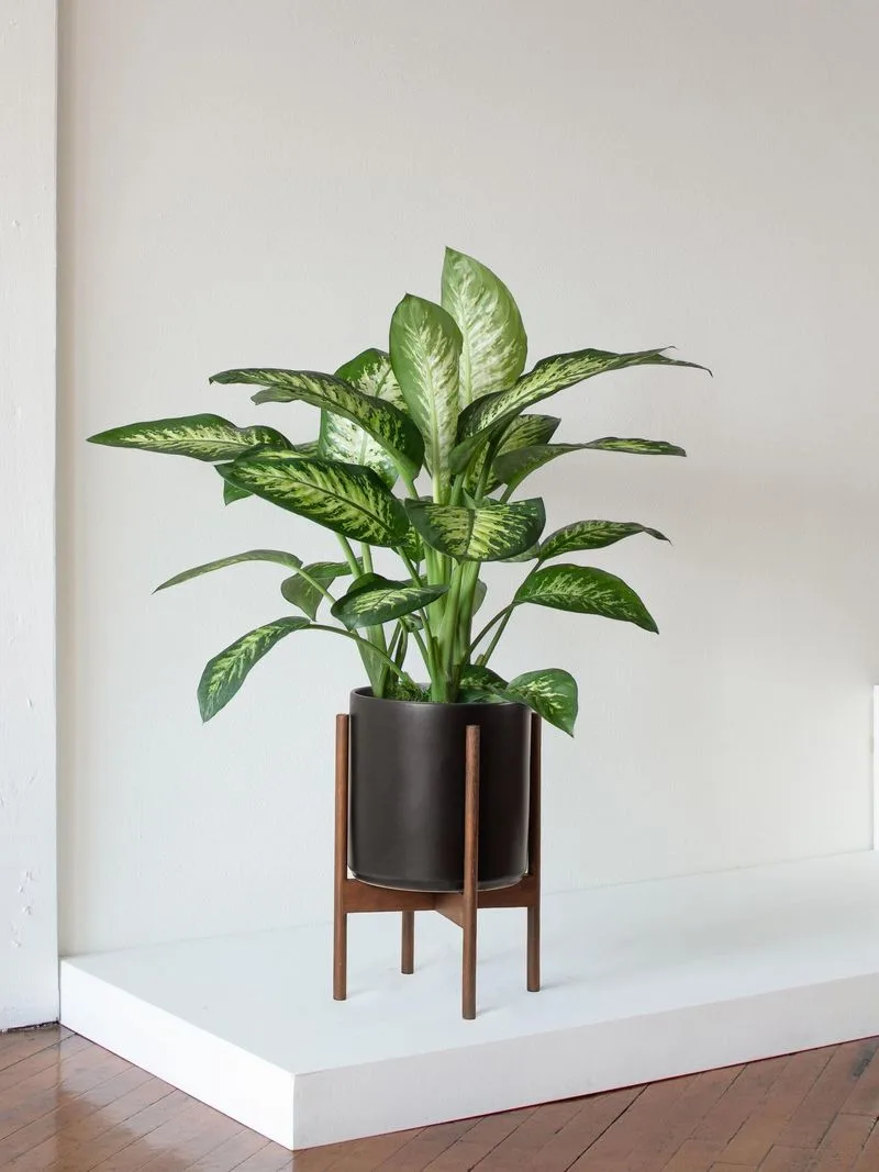 Dumb Cane (Dieffenbachia)