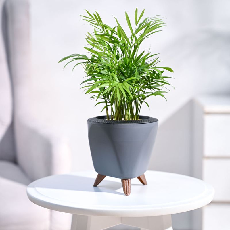 Bamboo Palm