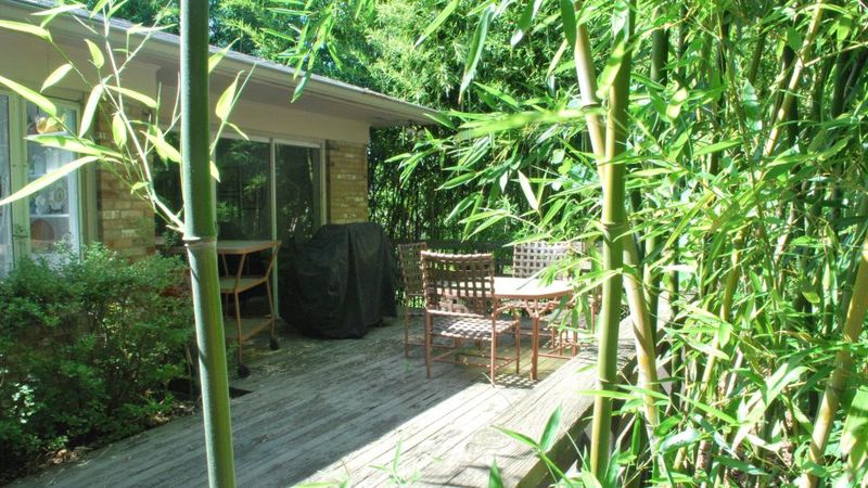 Bamboo