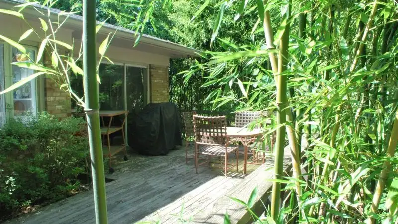 Bamboo
