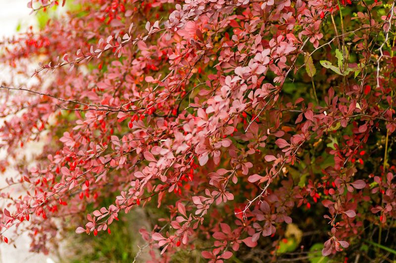 Japanese Barberry