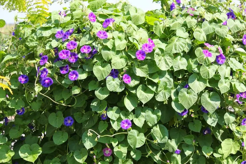 Morning Glory
