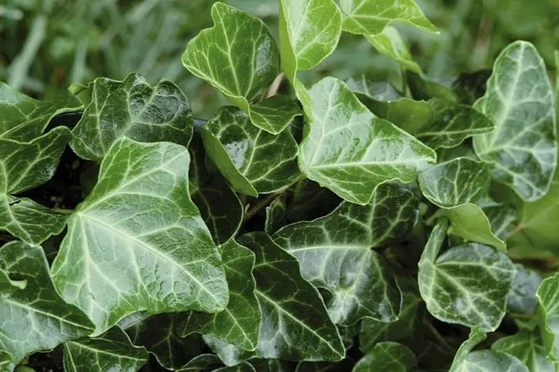 English Ivy