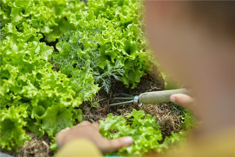 Enhanced Soil Health