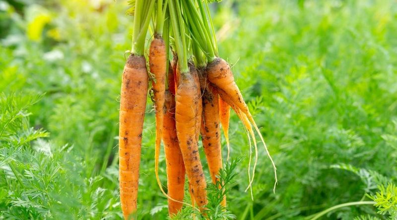 Enhancing Soil Health