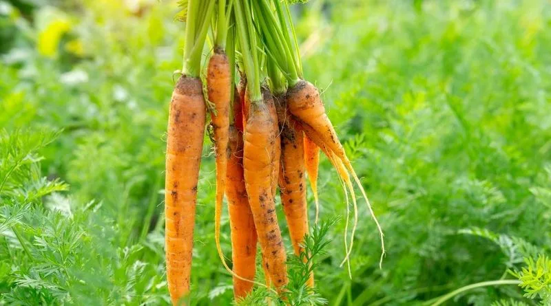 Enhancing Soil Health