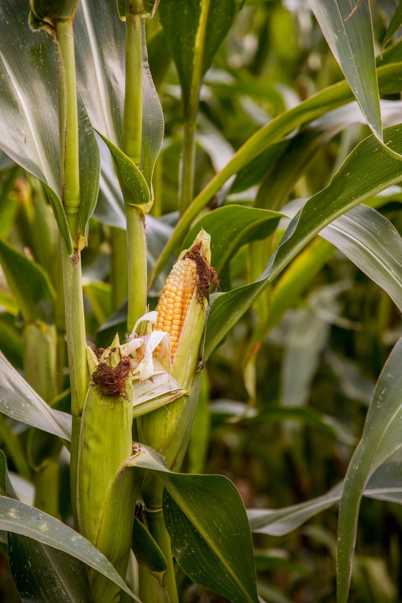 Ensure Proper Pollination