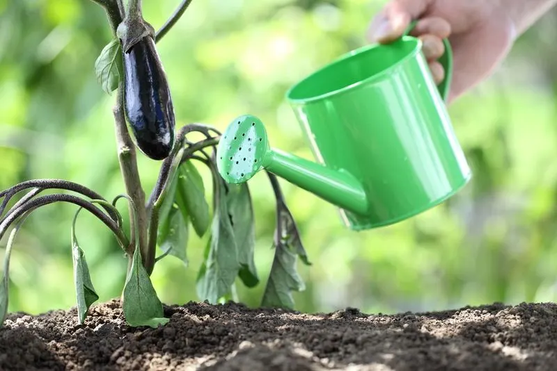 Regular Watering