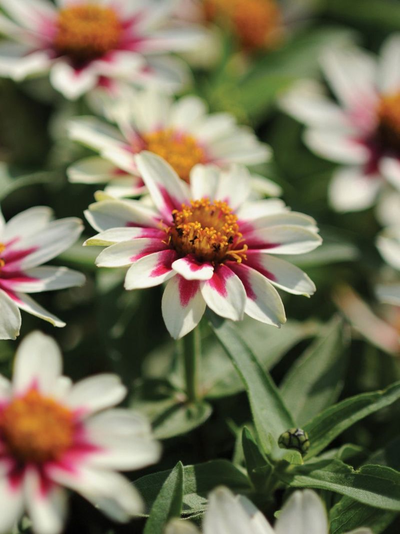 Zahara Starlight Rose