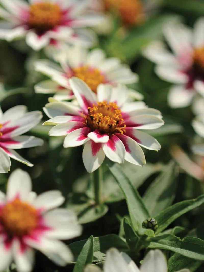 Zahara Starlight Rose