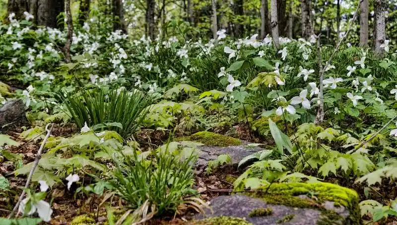 Trillium