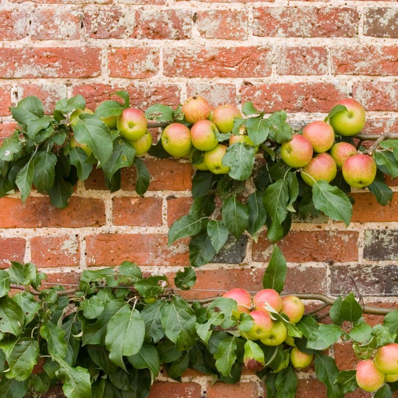 Espalier Fruit Trees
