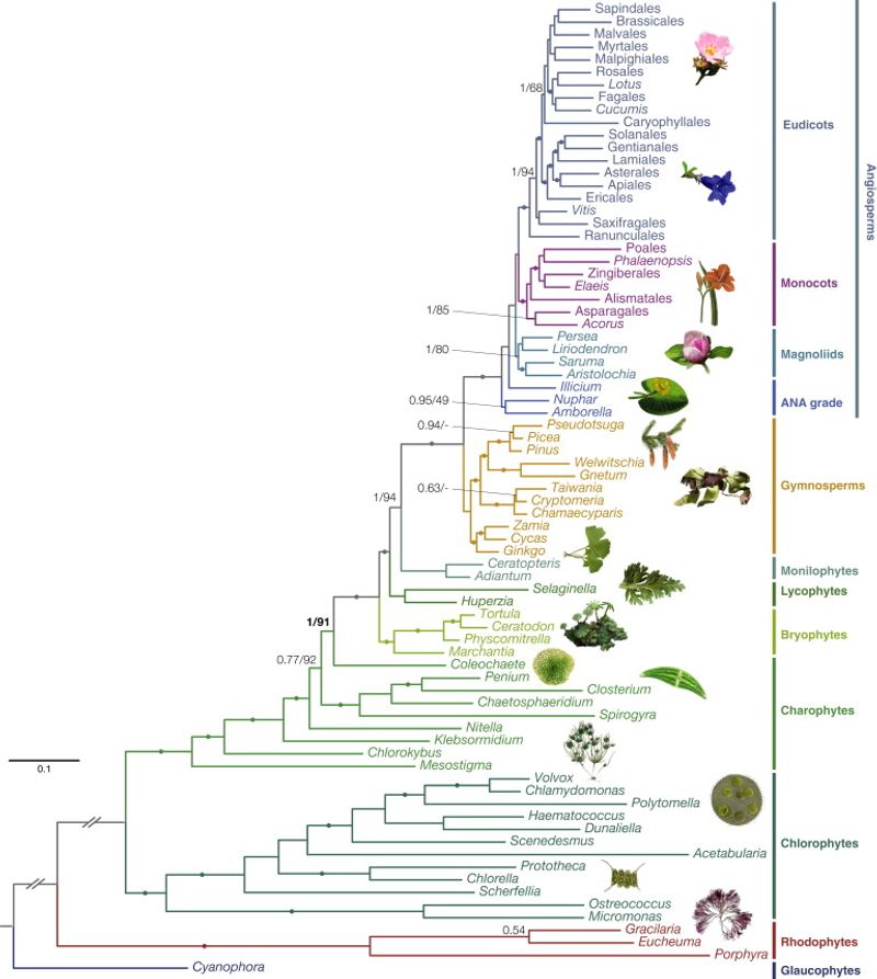Documenting Plant Lineages