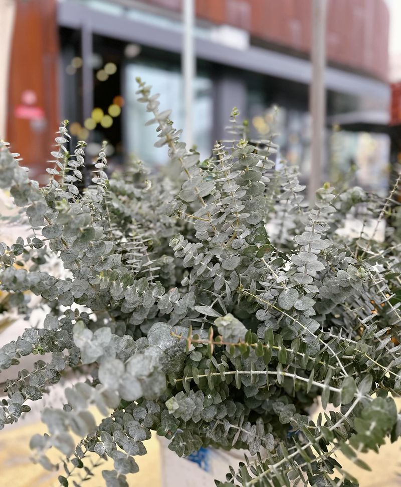 Eucalyptus