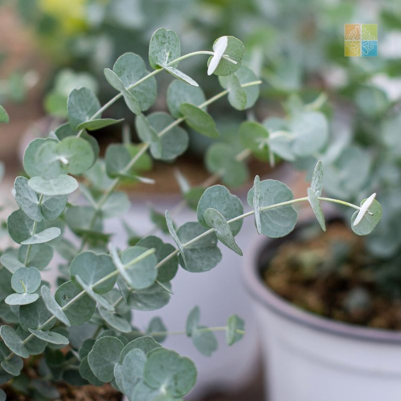 Eucalyptus's Clarity
