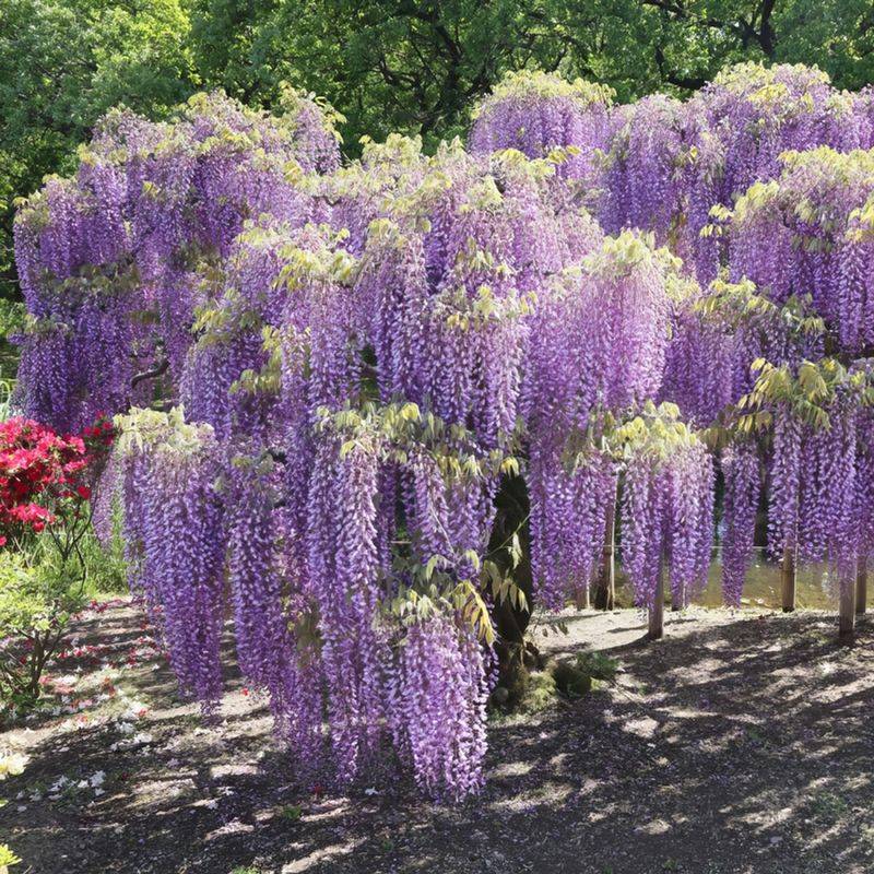 Wisteria