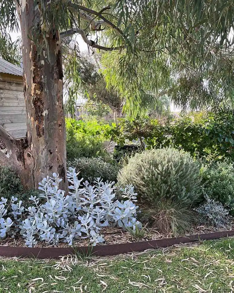 Eucalyptus: The Woodland Whisperer