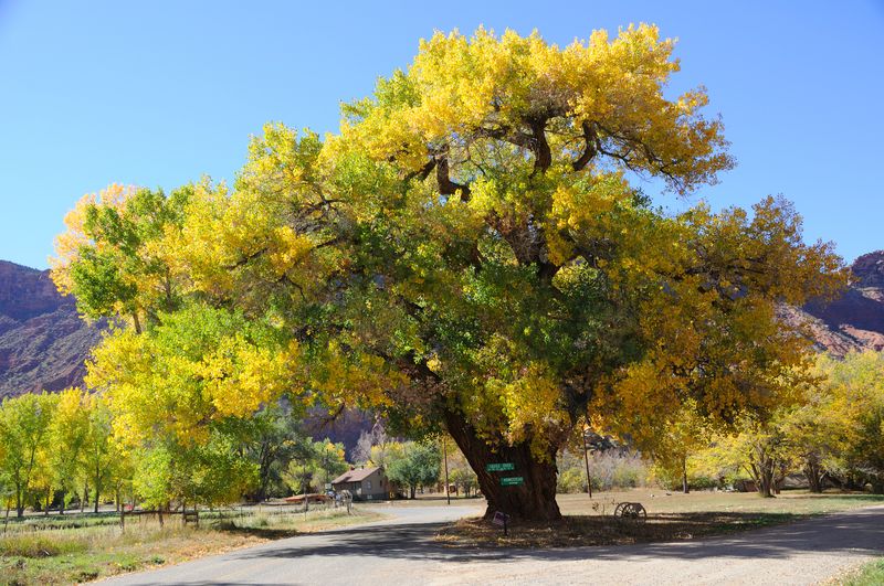 Eastern Cottonwood