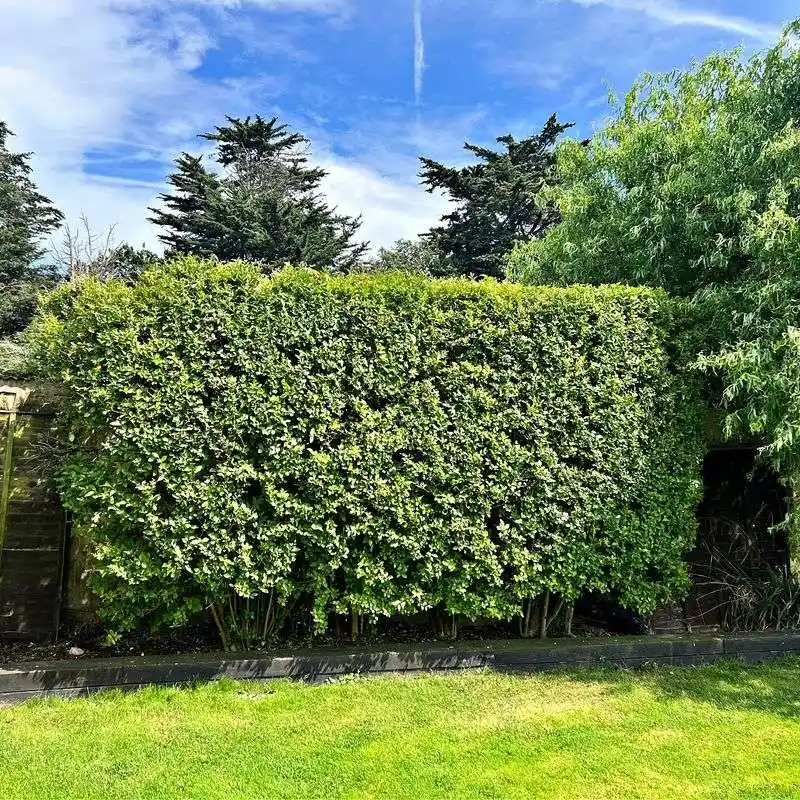 Privet