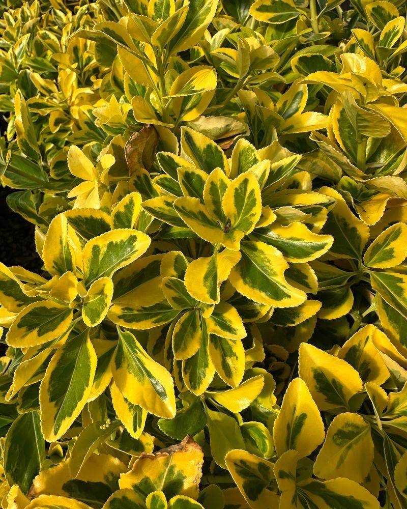 Euonymus
