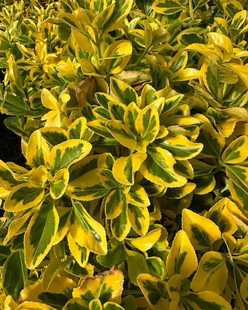 Euonymus