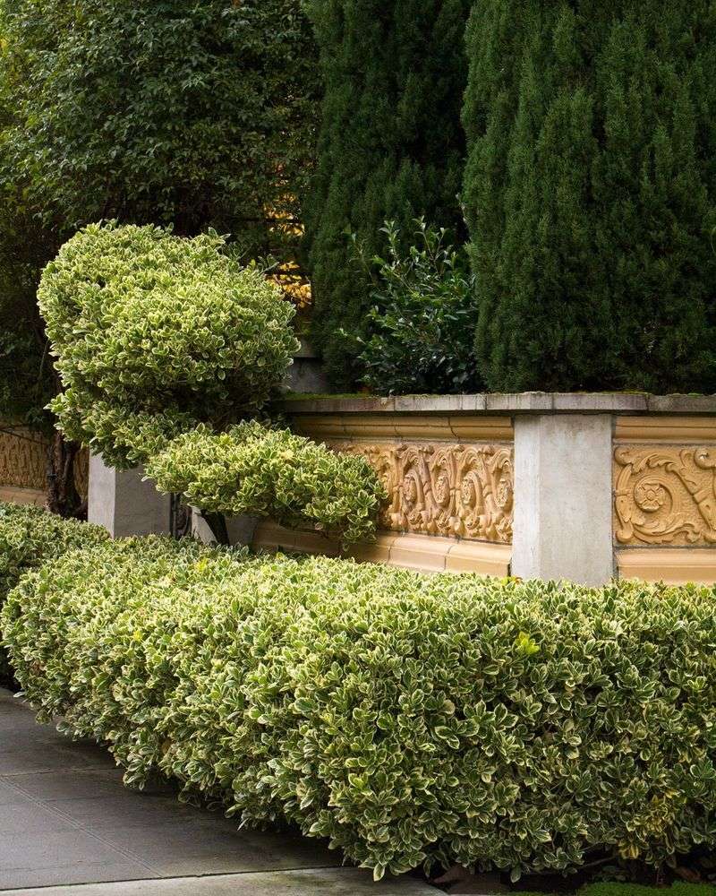 Euonymus