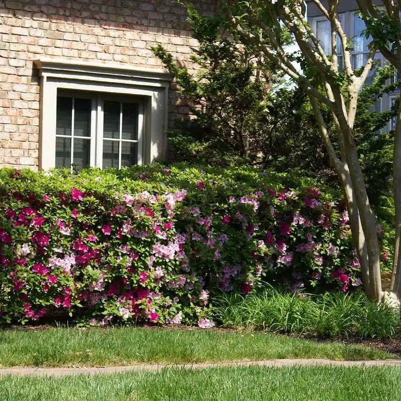Azalea
