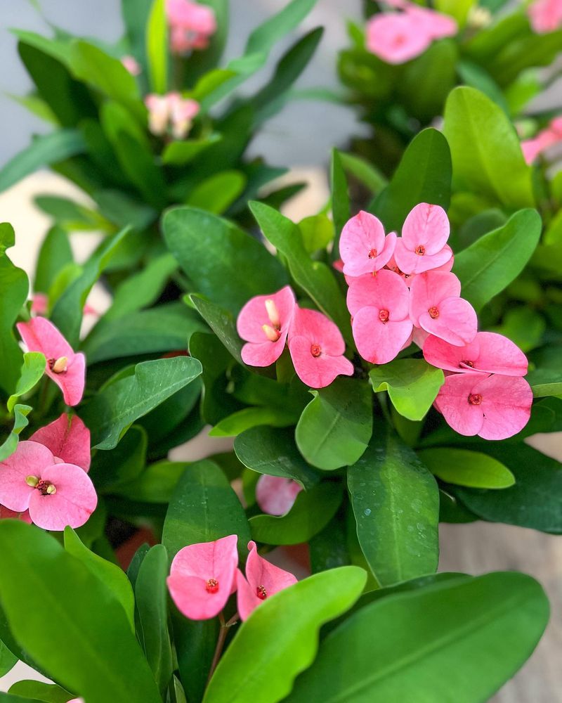 Euphorbia