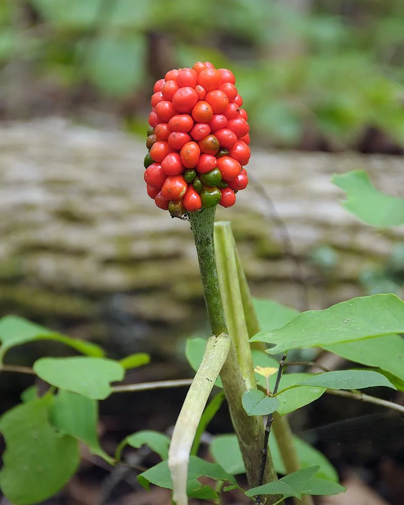 Jack-in-the-Pulpit