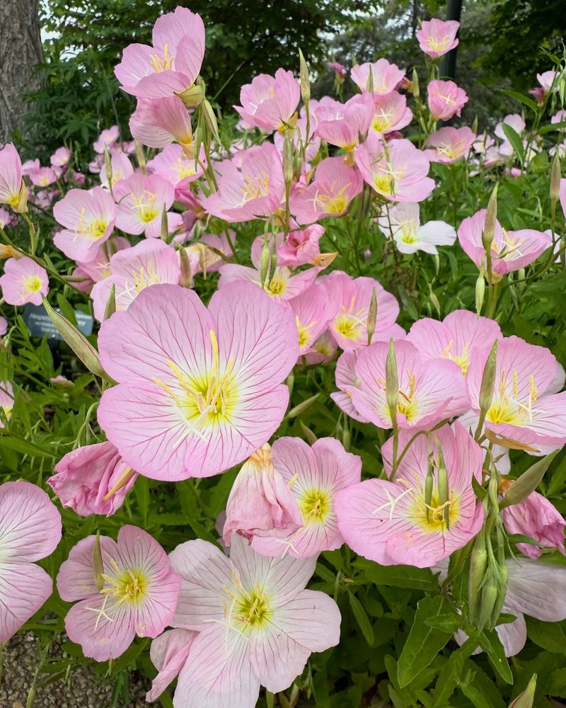 Evening Primrose