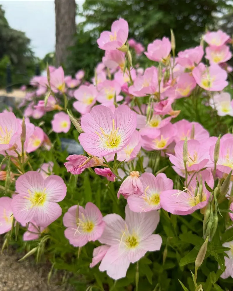 Evening Primrose