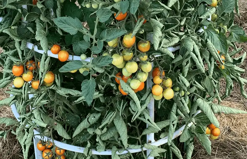 Excess Nitrogen