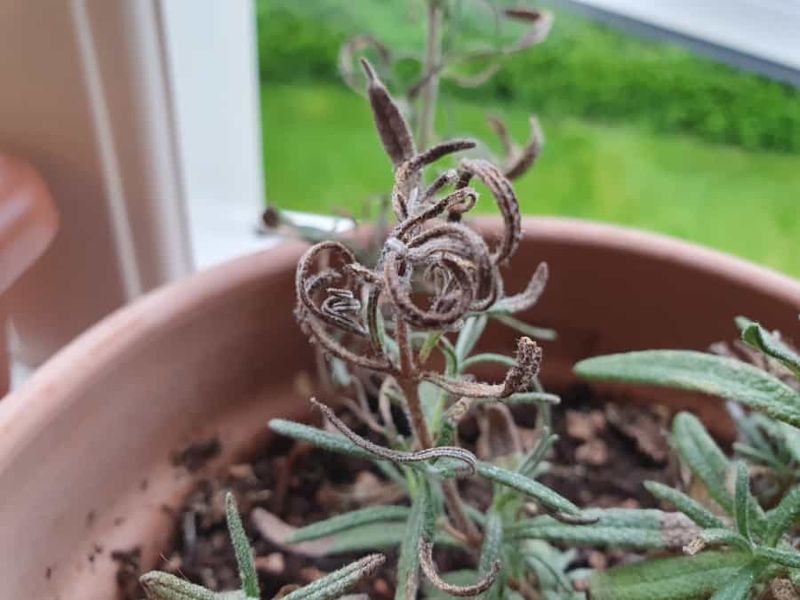 Transplant Shock