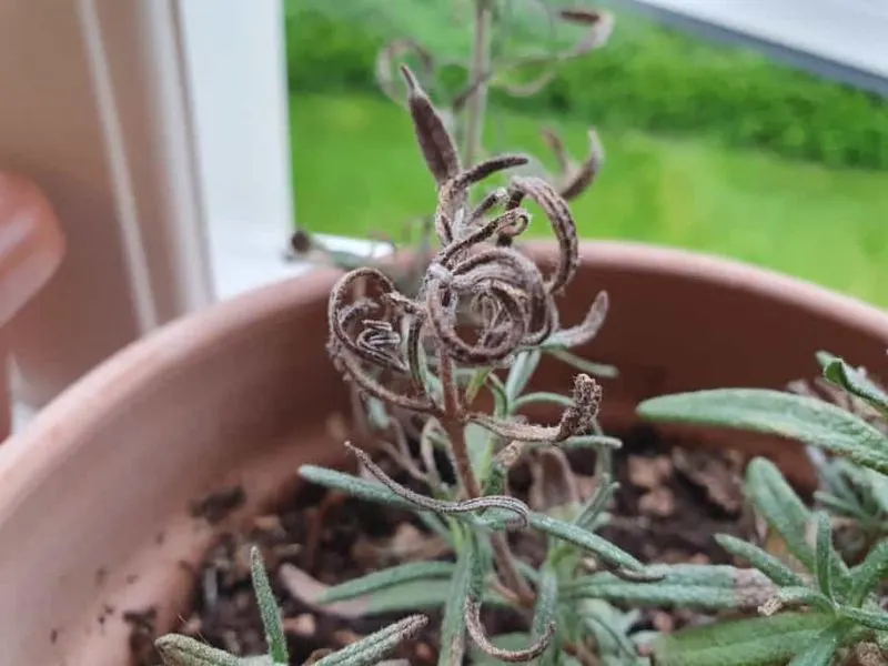Transplant Shock