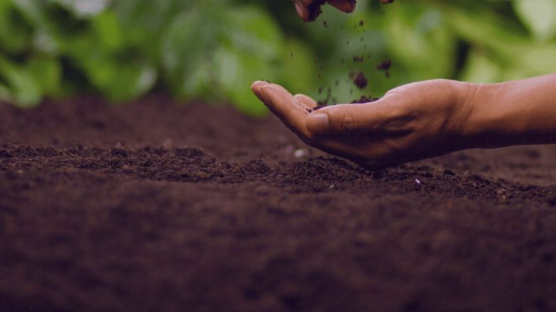 Low Organic Matter Content