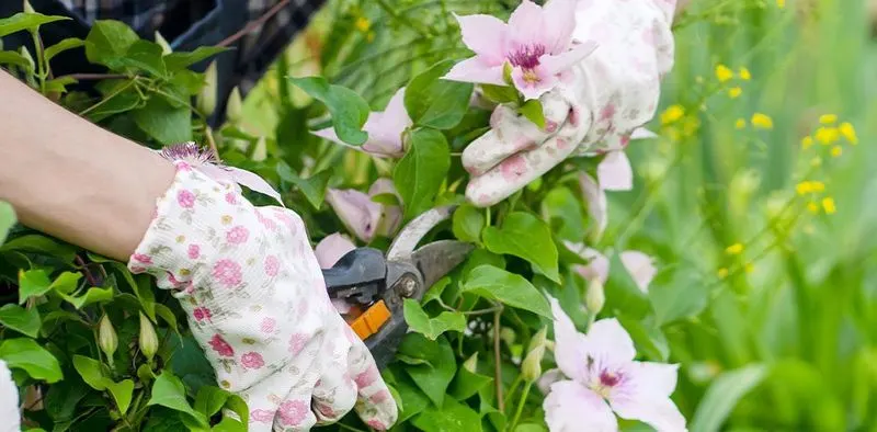 Mismanagement of Clematis Vines