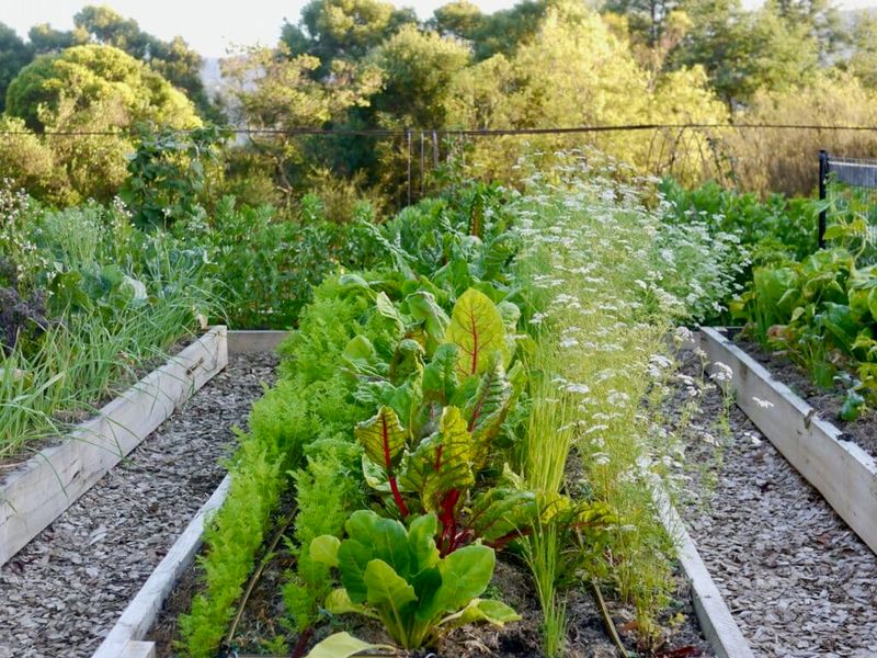 Experiment with Companion Planting