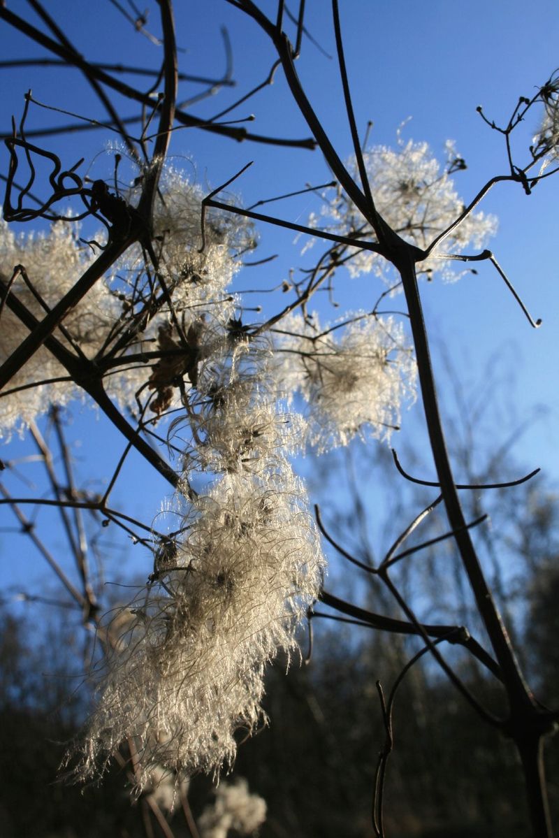 Ignoring Seasonal Care