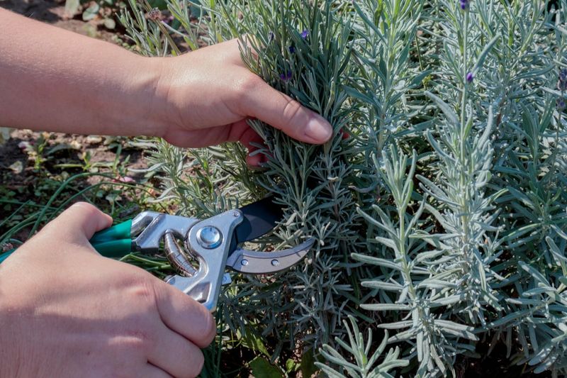 Not Pruning at the Right Time
