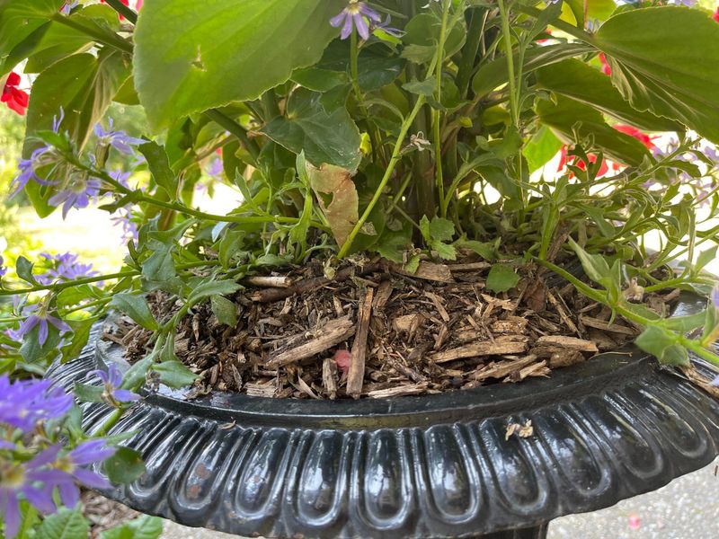 Improper Mulching