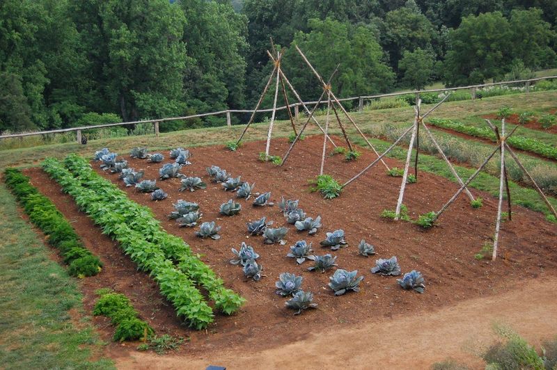 Failing to Rotate Crops