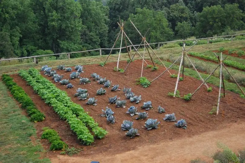 Failing to Rotate Crops